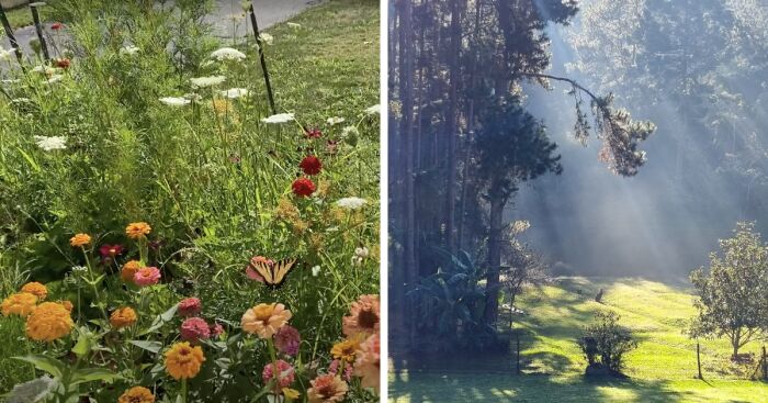 Hey Pandas, Post A Picture Of Your Garden (Closed)