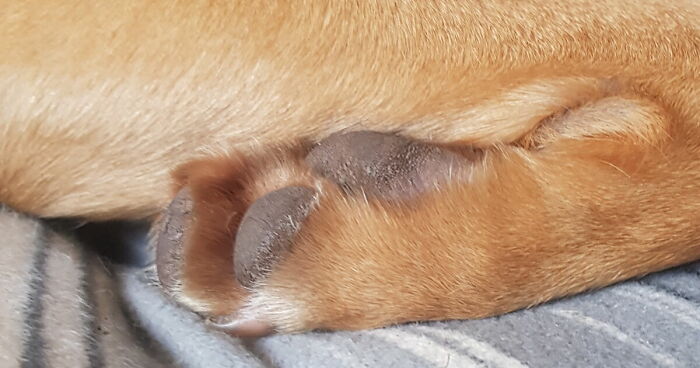 Hey Pandas, Post A Picture Of Your Pet’s Toe Beans (Closed)