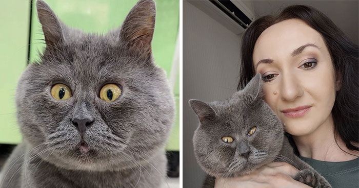 A Slightly Strange And Funny-Looking Cat Continues To Win Hearts Online (New Pics)