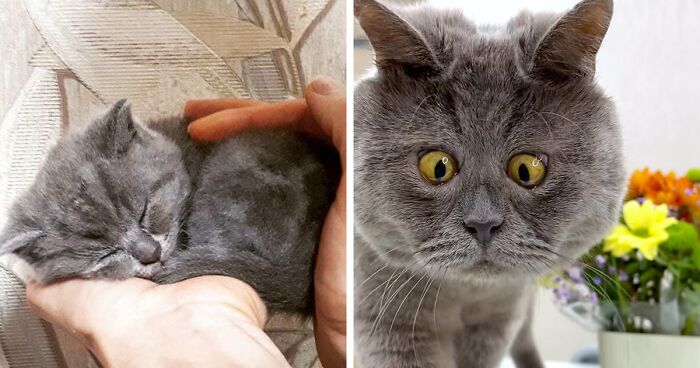 Goofy-Looking Cat Continues To Steal People’s Hearts Online And Also Help 50 Sheltered Animals (New Pics)