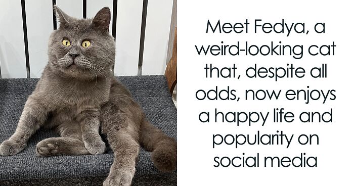 Goofy-Looking Cat Continues To Steal People’s Hearts Online And Also Help 50 Sheltered Animals (New Pics)