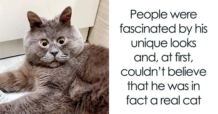 A Slightly Strange And Funny-Looking Cat Continues To Win Hearts Online (New Pics)