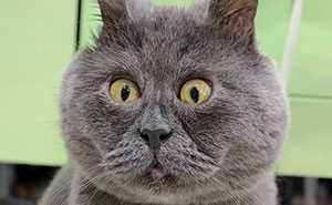 Goofy-Looking Cat Continues To Catch People’s Attention, Making Them Wonder If He Is Real (New Pics)