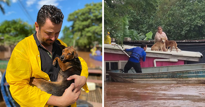 These Dedicated Volunteers Are Rescuing Thousands Of Animals From Rio Grande Do Sul Floods In Brazil