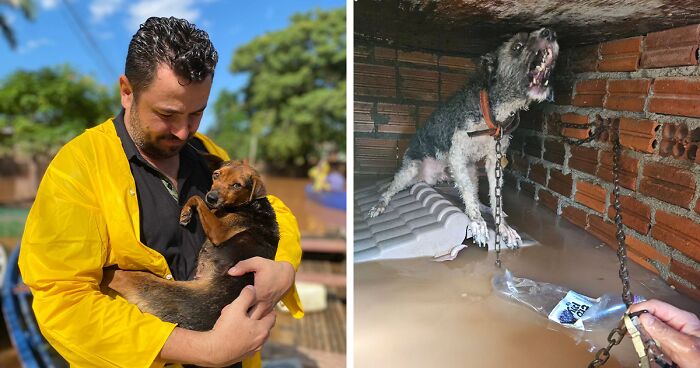 These Dedicated Volunteers Are Rescuing Thousands Of Animals From Rio Grande Do Sul Floods