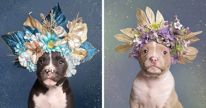 “Pit Bull Flower Power”: 39 Photos Encouraging Adoption Of Misunderstood Breed By This Artist