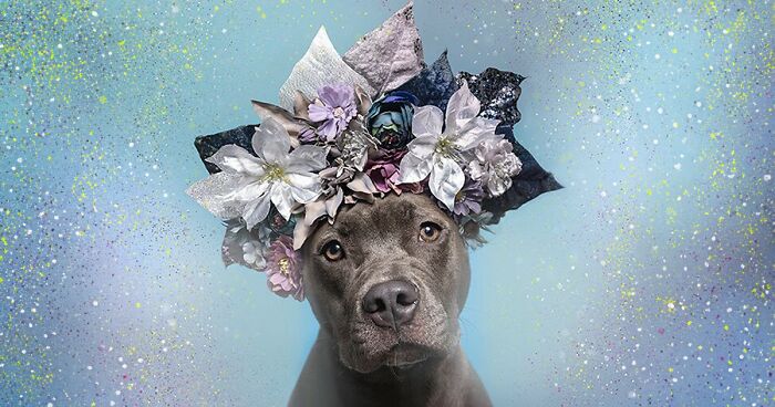 Gentle Side Of Pit Bulls: 39 Photos Encouraging People To Adopt Misunderstood Breed, By This Artist (New Pics)
