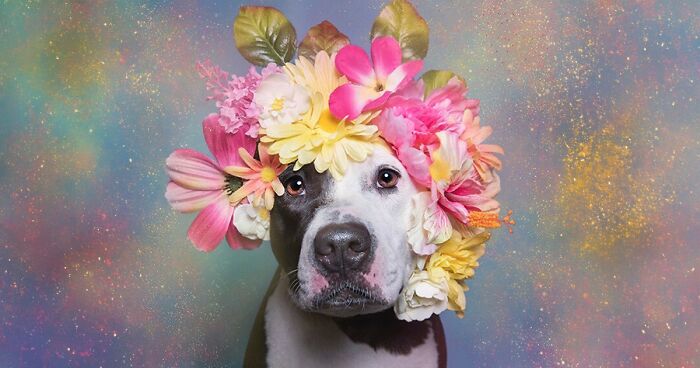 Gentle Side Of Pit Bulls: 30 Photos Encouraging People To Adopt Misunderstood Breed, By This Artist (New Pics)