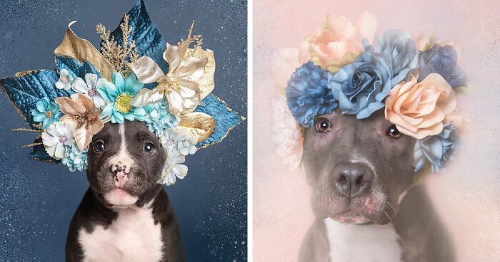 “Pit Bull Flower Power”: 39 Photos Encouraging Adoption Of Misunderstood Breed By This Artist