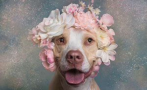 Artist Photographs Pit Bulls In Floral Crowns To Show Their Softer Side, Encouraging Adoption (40 New Pics)