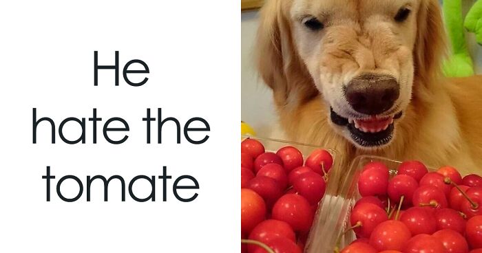 55 Unhinged Food Memes You May Want To Store In Your Pantry For A Rainy Day (New Pics)