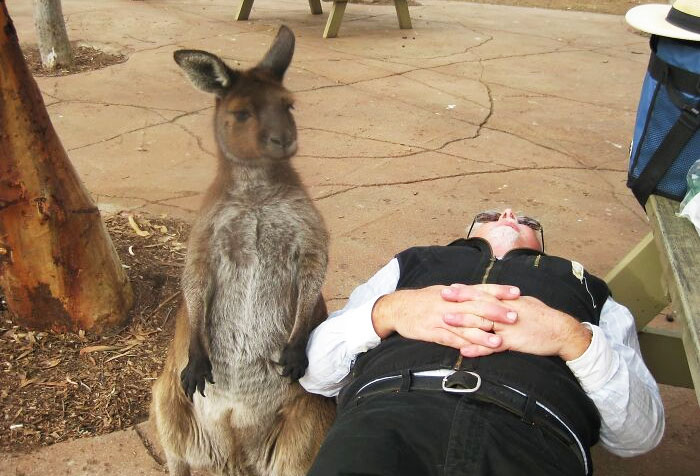 This Is My Father-In-Law. He Fell Asleep Next To A Kangaroo