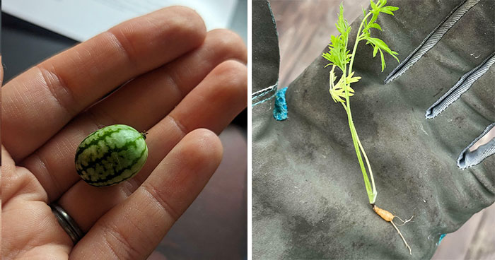 52 Hilarious Posts That Show Growing Your Own Food Is Not For Everyone (New Pics)