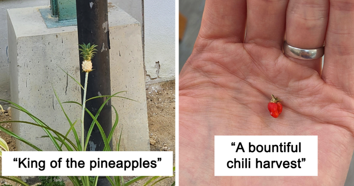 52 Photos Showing People’s Humorous Attempts At Growing Their Own Food (New Pics)