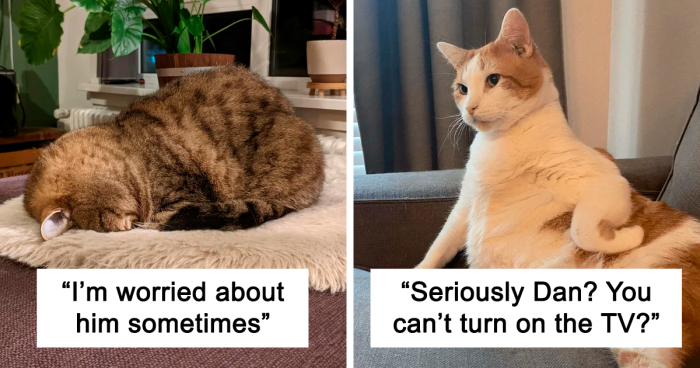 95 Times Cats Made Their Owners Ask “What’s Wrong With My Cat” (New Pics)