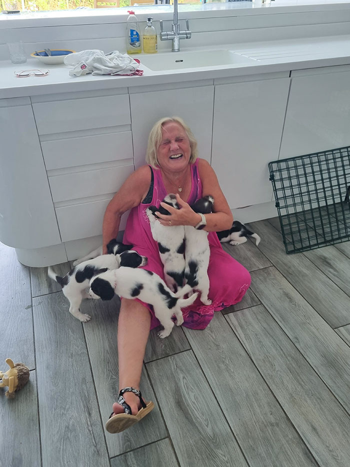 My Mum vs. 7 Springer Spaniel Puppies
