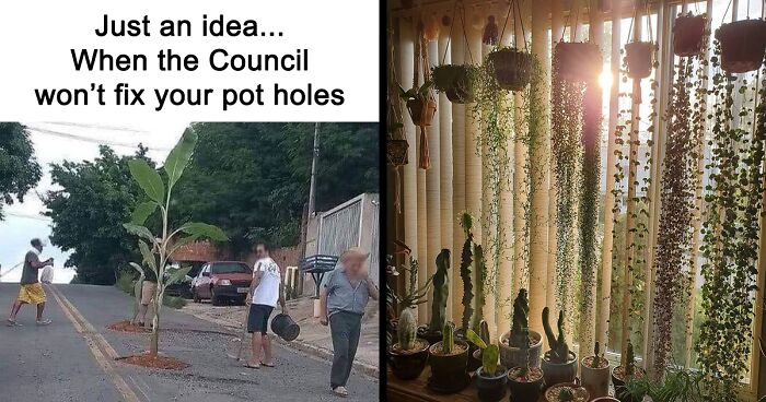 68 People Proudly Share Their Beautiful Gardens, Memes And Plants Online
