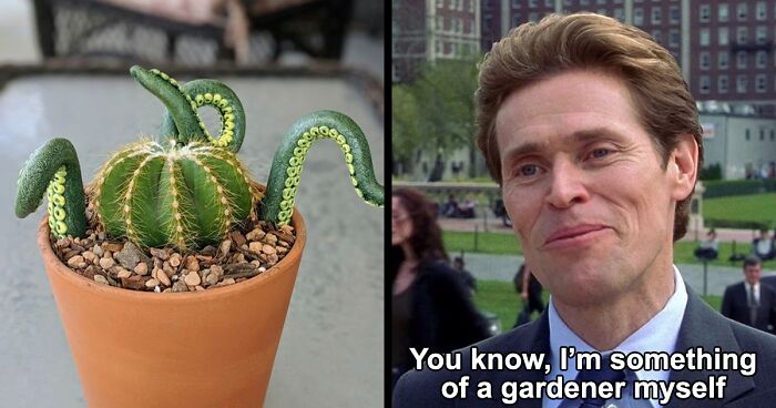 68 People Proudly Share Their Beautiful Gardens, Memes And Plants Online