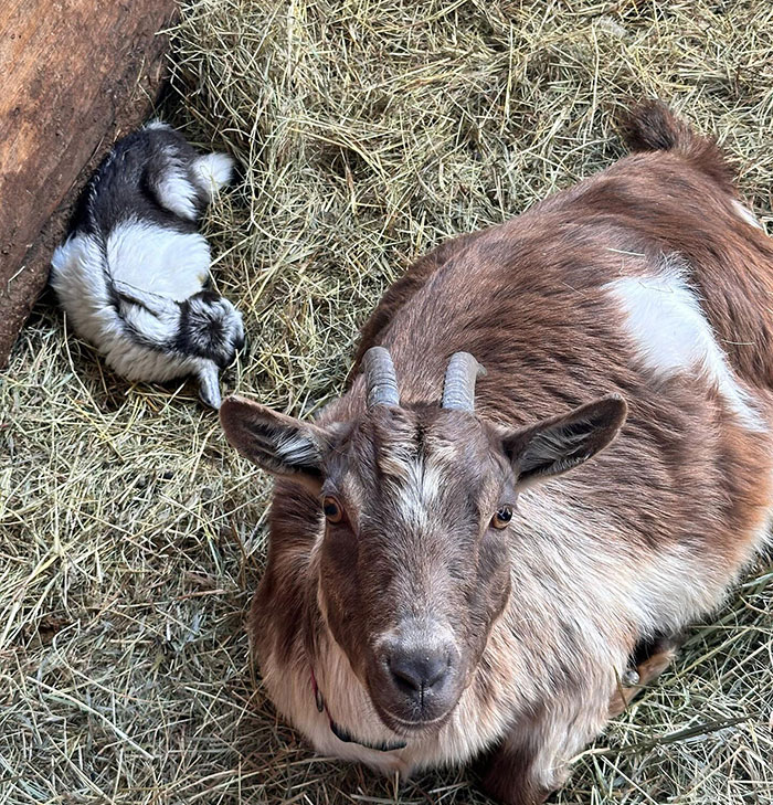 “Not Eating Biblically Clean”: Ex-Amish Secretly Runs TikTok Page To “Change Assumptions” “Not Eating Biblically Clean”: Ex-Amish Secretly Runs TikTok Page To “Change Assumptions”