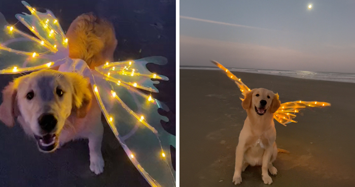 This Adorable Golden Retriever Likes To Dress Up And Check Herself Out In The Mirror