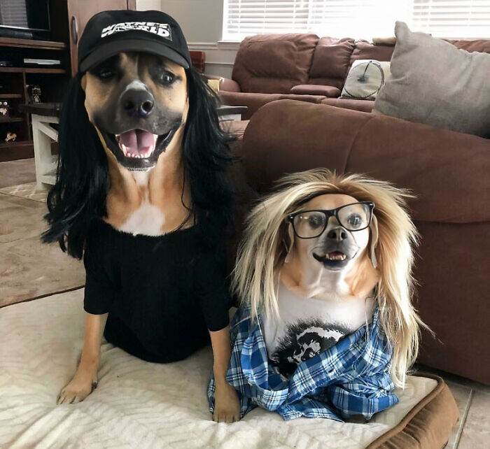 Sister-In-Law Enjoys Dressing Up Her Dogs