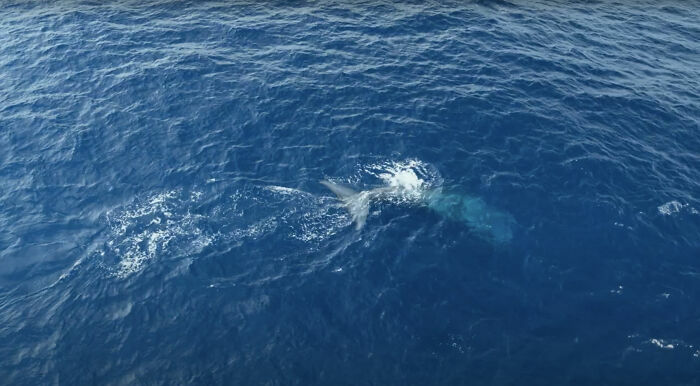 Blue Whales Returned To Seychelles: Scientists Recorded 23 Species During Their Surveys Blue Whales Returned To Seychelles: Scientists Recorded 23 Species During Their Surveys