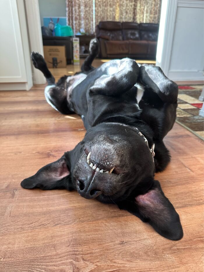 This Is Akela The American Lab/Bat