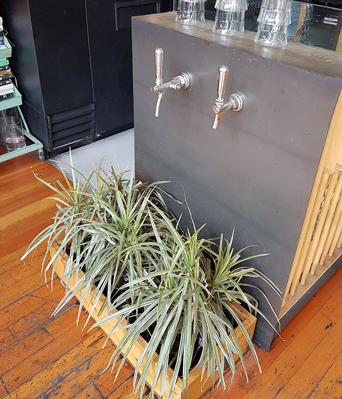 The Water Taps At This Cafe Drip Onto Plants To Not Waste Water