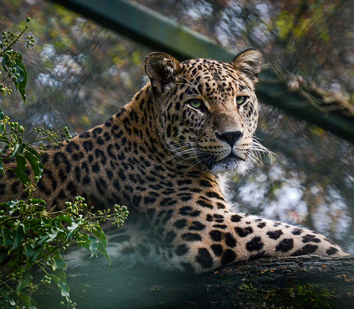 World’s First Jaguar Cub Born By Artificial Insemination Was Eaten By Mom, Scientists Persevere World’s First Jaguar Cub Born By Artificial Insemination Was Eaten By Mom, Scientists Persevere