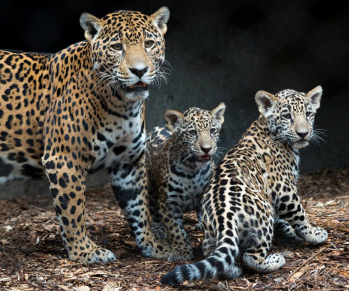 World’s First Jaguar Cub Born By Artificial Insemination Was Eaten By Mom, Scientists Persevere World’s First Jaguar Cub Born By Artificial Insemination Was Eaten By Mom, Scientists Persevere
