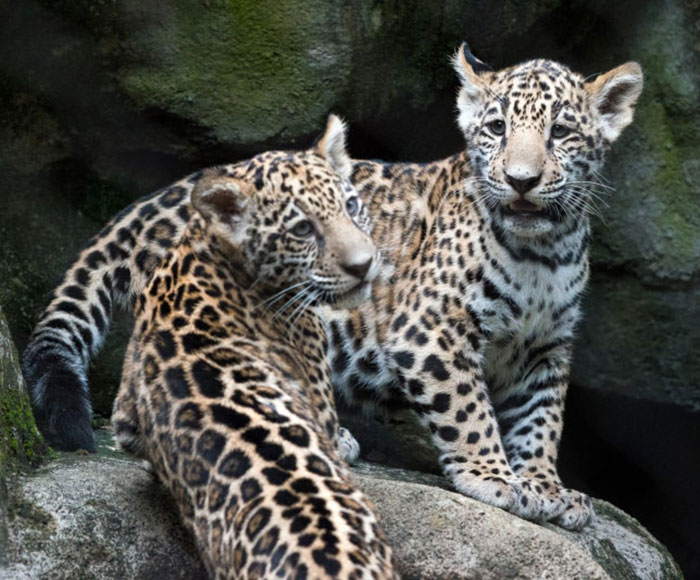 World’s First Jaguar Cub Born By Artificial Insemination Was Eaten By Mom, Scientists Persevere World’s First Jaguar Cub Born By Artificial Insemination Was Eaten By Mom, Scientists Persevere