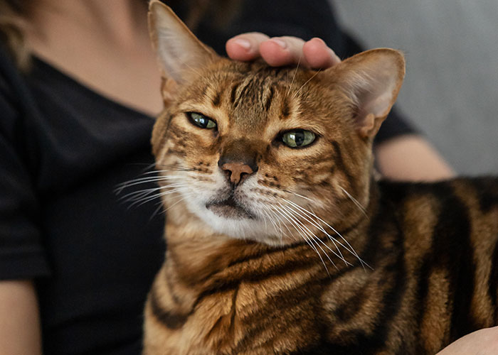 Woman Refuses To Leave Behind Her Cat To Travel Australia For A Year, Gets Dumped Woman Refuses To Leave Behind Her Cat To Travel Australia For A Year, Gets Dumped