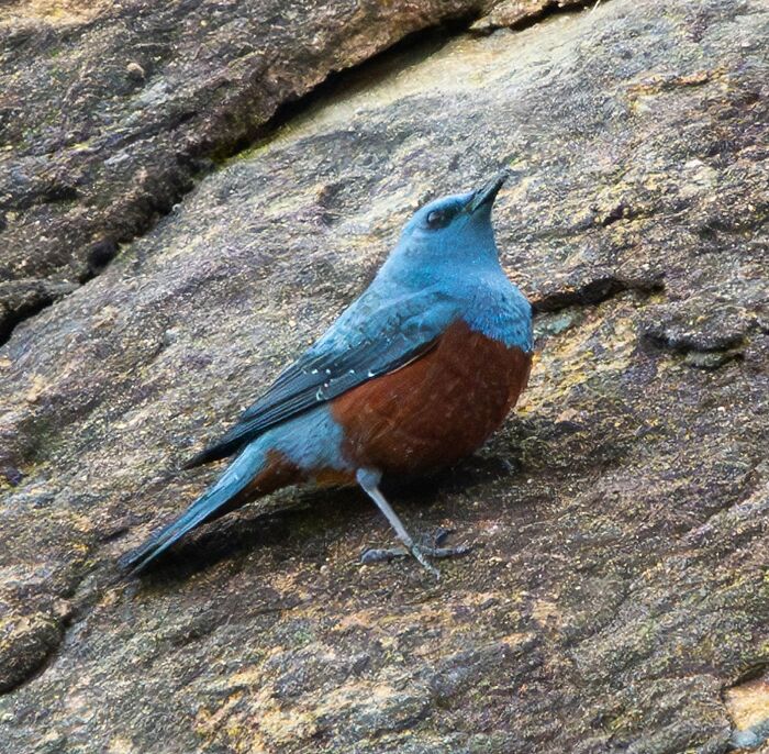 Michael Sanchez Made Birding History With His Photos Of Rare Blue Rock Thrush Michael Sanchez Made Birding History With His Photos Of Rare Blue Rock Thrush