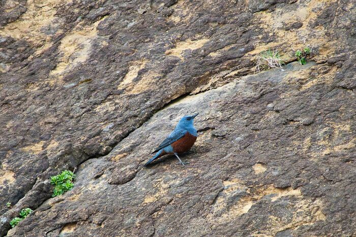 Michael Sanchez Made Birding History With His Photos Of Rare Blue Rock Thrush