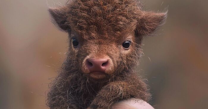 This Artist Creates Portraits Of Tiny Animals That Can Fit Into A Human’s Palm (22 New Pics)