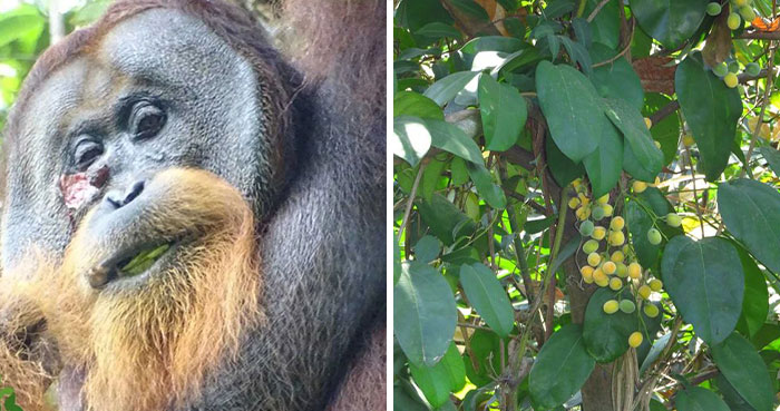 Primate Uses Plant To Treat Wound In Surprising Case Of Animal Self-Medication