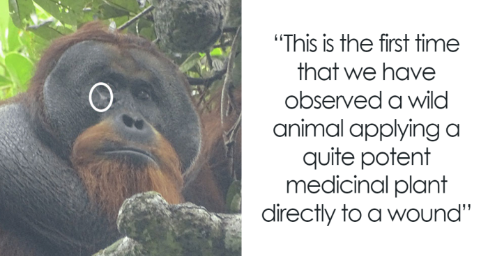 In A First, An Orangutan Is Seen Treating Wound With Medicinal Plant