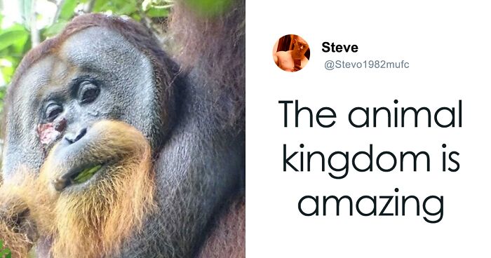 Primate Uses Plant To Treat Wound In Surprising Case Of Animal Self-Medication