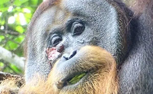Primate Uses Plant To Treat Wound In Surprising Case Of Animal Self-Medication