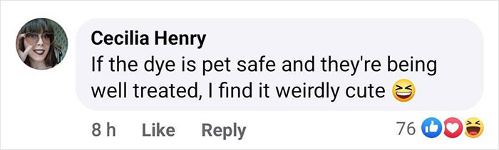 Outrage After Zoo’s Panda Exhibit Turns Out To Be Dogs Dyed Black And White Outrage After Zoo’s Panda Exhibit Turns Out To Be Dogs Dyed Black And White