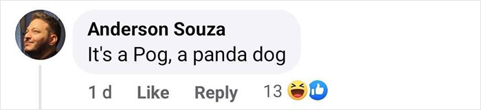 Outrage After Zoo’s Panda Exhibit Turns Out To Be Dogs Dyed Black And White Outrage After Zoo’s Panda Exhibit Turns Out To Be Dogs Dyed Black And White