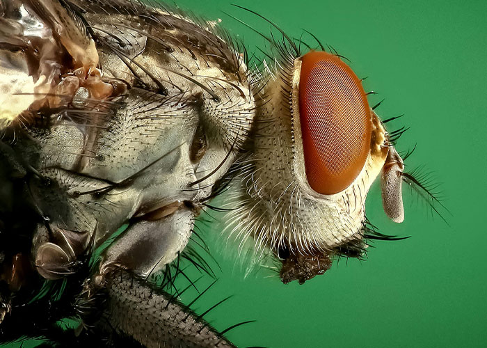 “We Will Not Eat The Bugs”: People Outraged To Learn About Common Insect-Sourced Food Additive