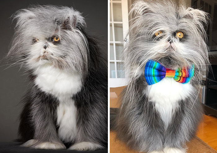 This Cat Is Taking The Internet By Storm With His Incredible Fur