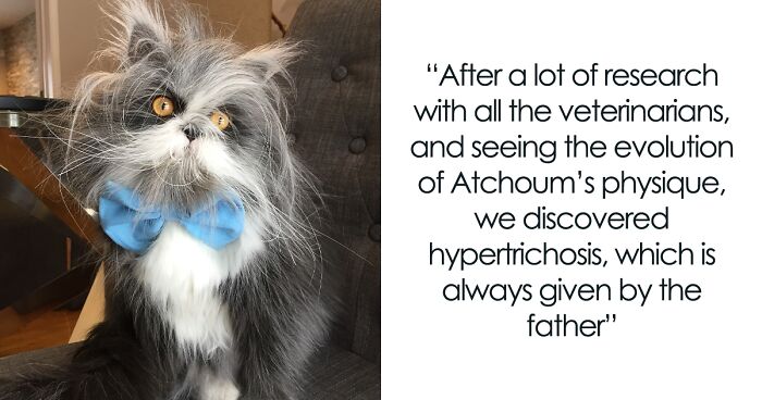 Meet Atchoum, The Werewolf Cat Who’s Winning Hearts Worldwide