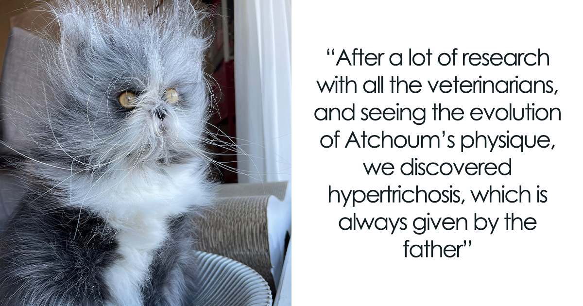 Fluffiest Of Them All: This Werewolf Cat Is Winning Hearts Worldwide - Vimarsana News