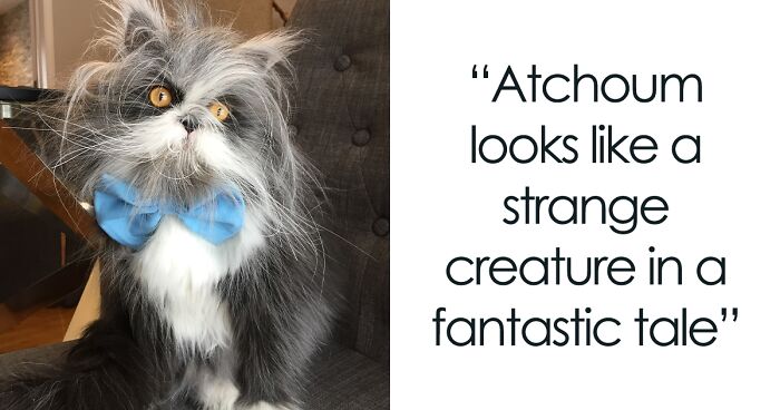 Meet Atchoum, The Werewolf Cat Who’s Winning Hearts Worldwide