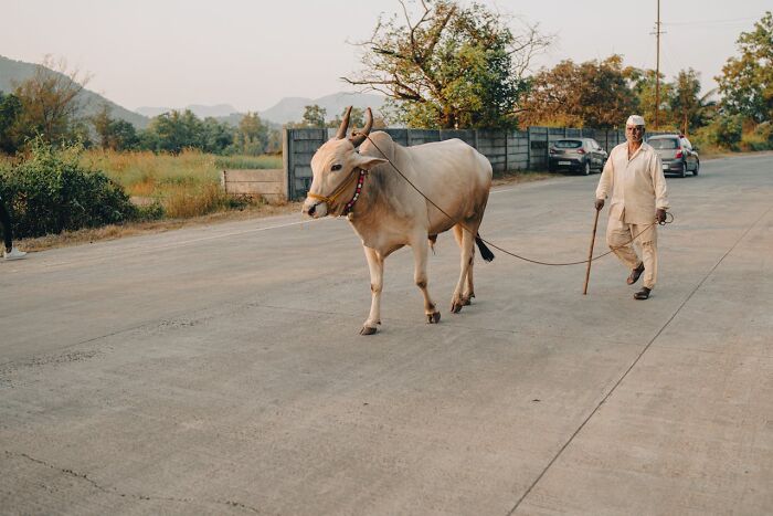 “Cows Have Accents”: 40 Fun Facts “No One Asked For,” But You Might Still Enjoy