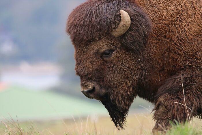 Bison Gets Sweet Revenge After Drunk Man Suffers Injury And Gets Arrested For Kicking The Animal