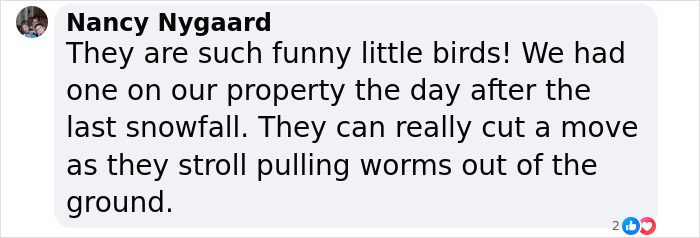 American Woodcock Becomes Internet’s Favorite With Its Weird Way Of Walking American Woodcock Becomes Internet’s Favorite With Its Weird Way Of Walking