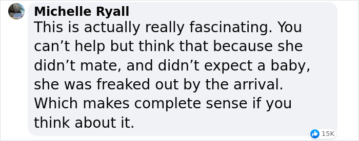 World’s First Jaguar Cub Born By Artificial Insemination Was Eaten By Mom, Scientists Persevere World’s First Jaguar Cub Born By Artificial Insemination Was Eaten By Mom, Scientists Persevere